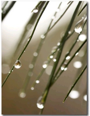 Rain Drops on Pine Branch Needles