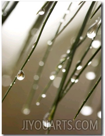 Rain Drops on Pine Branch Needles