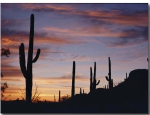 Saguaro Cacti are Silhouetted against the Sky