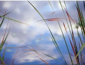 Sedges and Sky