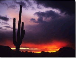 Storm Clouds Pass over a Saguaro Catus near Phoenix, Arizona