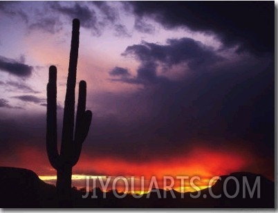 Storm Clouds Pass over a Saguaro Catus near Phoenix, Arizona