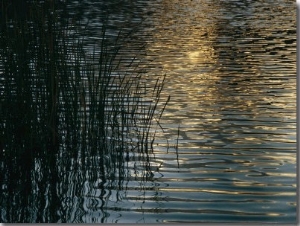 Sunlight Reflects on Rippled Water with Silhouetted Grasses