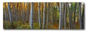 Aspen Grove, Kebler Pass, Colorado, USA