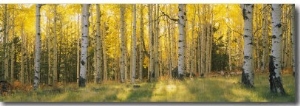 Aspen Trees in Coconino National Forest, Arizona, USA