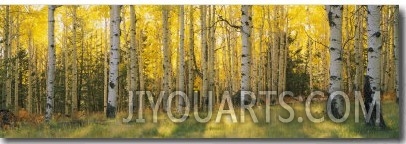 Aspen Trees in Coconino National Forest, Arizona, USA