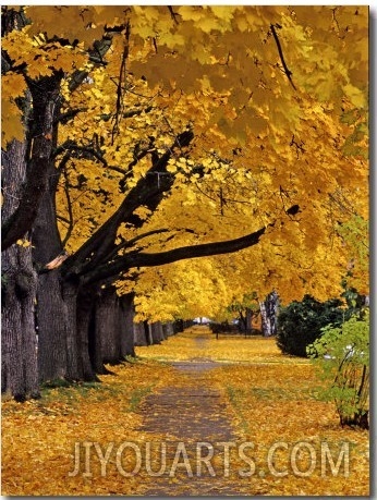 Autumn Maple Trees, Missoula, Montana, USA