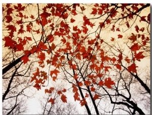 Bare Branches and Red Maple Leaves Growing Alongside the Highway