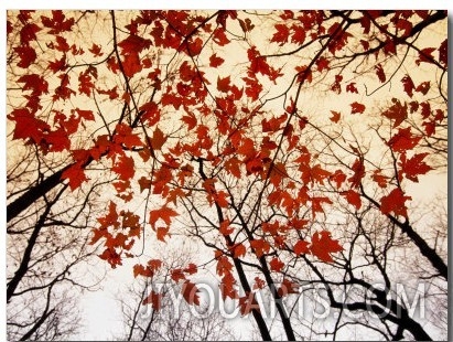 Bare Branches and Red Maple Leaves Growing Alongside the Highway