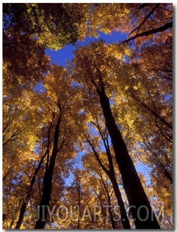 Blue Sky Through Sugar Maple Trees in Autumn Colors, Upper Peninsula, Michigan, USA