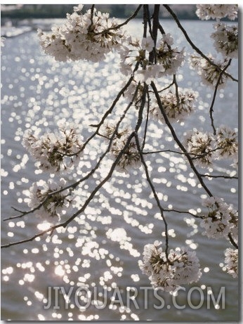 Close View of Cherry Blossoms