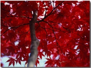 Close View of Red Maple Leaves