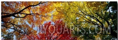 Colorful Trees in Fall, Autumn, Low Angle View