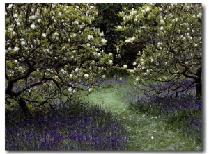 Flowering Trees Amid a Meadow Full of Wildflowers