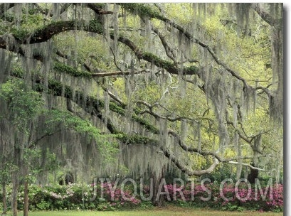 Live Oak Tree Draped with Spanish Moss, Savannah, Georgia, USA