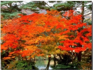 Maple Trees and a Pond