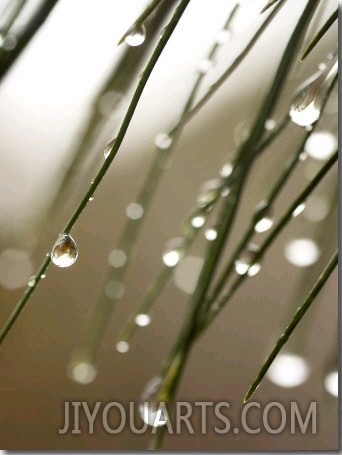 Rain Drops on Pine Branch Needles