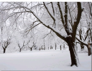 Snow Covered Maple Trees in Odiorne Point State Park in Rye, New Hampshire, USA