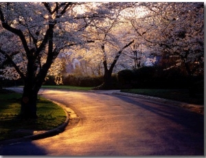 Sunset and Cherry Trees in Bloom