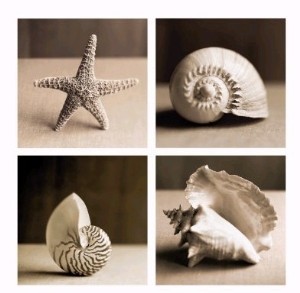 Sea Shells Four Patch