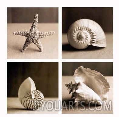Sea Shells Four Patch