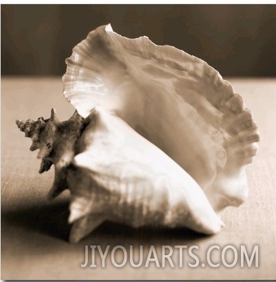Sea Shells IV