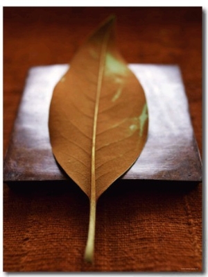 Sepia Leaf