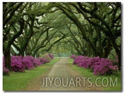 A Beautiful Pathway Lined with Trees and Purple Azaleas