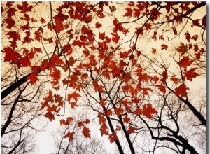 Bare Branches and Red Maple Leaves Growing Alongside the Highway