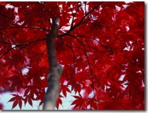 Close View of Red Maple Leaves