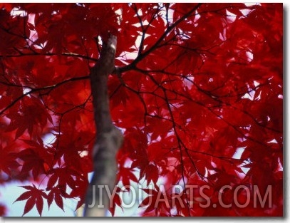 Close View of Red Maple Leaves