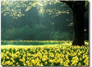 Spring Garden, Narcissus, Tree Bright Sunshine France Narcissi Paris