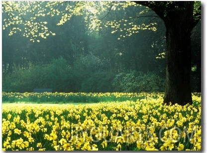 Spring Garden, Narcissus, Tree Bright Sunshine France Narcissi Paris