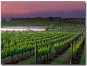 Sunrise in Distant Fog, Carnaros, Napa Valley, California, USA