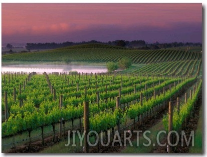 Sunrise in Distant Fog, Carnaros, Napa Valley, California, USA