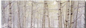 Autumn Aspens with Snow, Colorado, USA