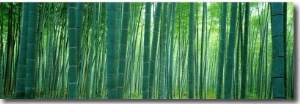 Bamboo Forest, Sagano, Kyoto, Japan