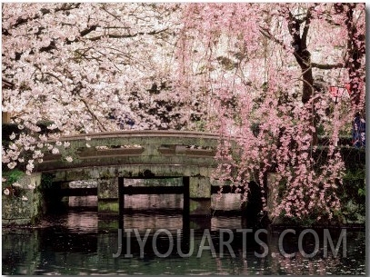 Cherry Blossoms, Mishima Taisha Shrine, Shizuoka