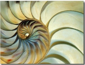Close up of Nautilus Shell Spirals