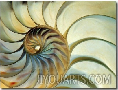 Close up of Nautilus Shell Spirals