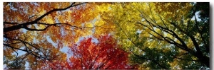 Colorful Trees in Fall, Autumn, Low Angle View