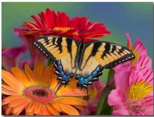 Eastern Tiger Swallowtail Female on Gerber Daisies, Sammamish, Washington, USA