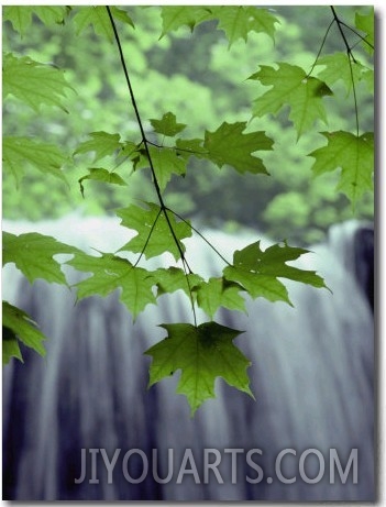 Maple Leaves against a Waterfall Backdrop