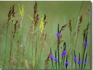 Prairie Grasses and Prairie Flowers