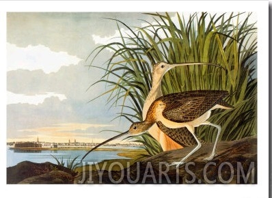 Long Billed Curlew