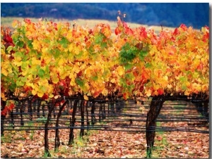 Autumn Colours in a Vineyard, Napa Valley, United States of America