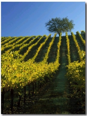 Fall Foliage in Vineyard, Sonoma, CA