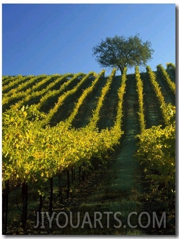 Fall Foliage in Vineyard, Sonoma, CA