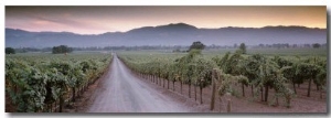 Road in a Vineyard, Napa Valley, California, USA