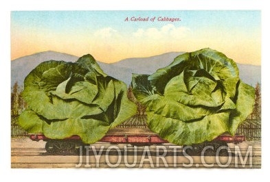 Giant Cabbages on Flatbed